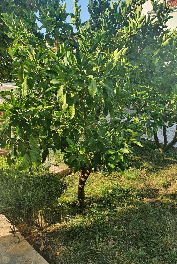 Apartman Maja Zara Esterno foto